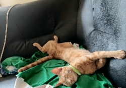 Lost Male Cat last seen Hu2, Kingston upon Hull, England HU2 9AF