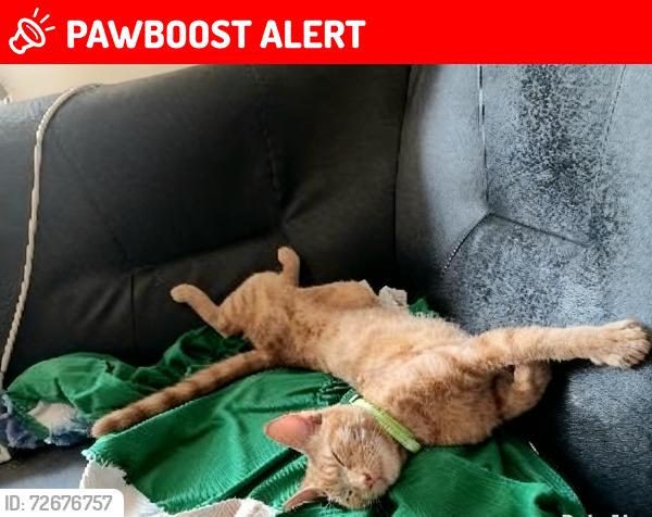 Lost Male Cat last seen Hu2, Kingston upon Hull, England HU2 9AF