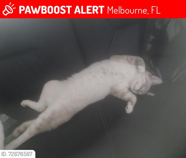 Lost Male Cat last seen harbor point drive and lakes of melbourne drive, Melbourne, FL 32904