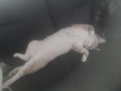 Lost Male Cat last seen harbor point drive and lakes of melbourne drive, Melbourne, FL 32904