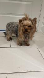 Found/Stray Female Dog last seen HEB san felipe st , Houston, TX 77057