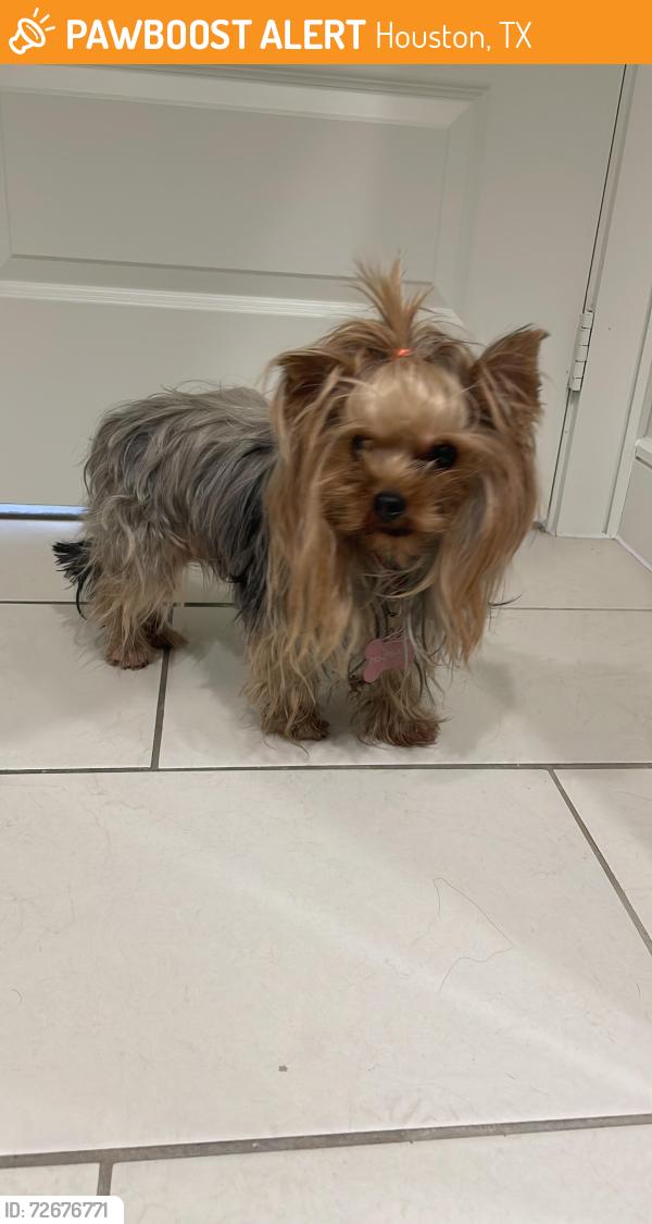 Found/Stray Female Dog last seen HEB san felipe st , Houston, TX 77057
