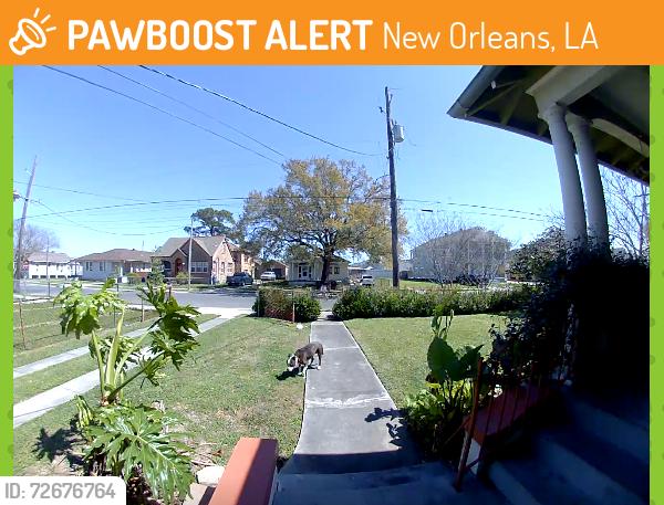 Found/Stray Unknown Dog last seen Gallier and Galvez, New Orleans, LA 70117