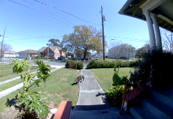 Found/Stray Unknown Dog last seen Gallier and Galvez, New Orleans, LA 70117