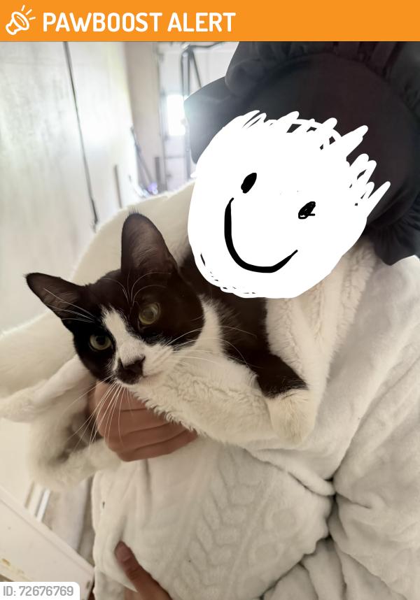 Found/Stray Male Cat last seen Ranchill and Compton Rd, Hamilton County, OH 45231