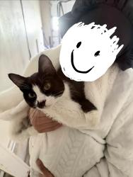 Found/Stray Male Cat last seen Ranchill and Compton Rd, Hamilton County, OH 45231