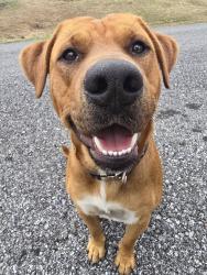 Found/Stray Male Dog last seen Circle K at U.S. Hwy 431 & Lenlock Lane, Anniston, AL 36206