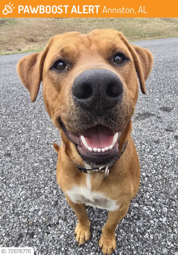 Found/Stray Male Dog last seen Circle K at U.S. Hwy 431 & Lenlock Lane, Anniston, AL 36206