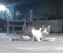 Found/Stray Unknown Cat last seen Norris rd, Bakersfield, CA 93312