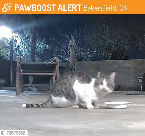 Found/Stray Unknown Cat last seen Norris rd, Bakersfield, CA 93312