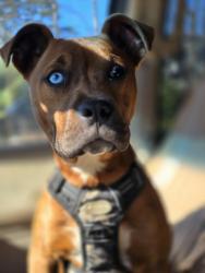 Found/Stray Male Dog last seen Near Bessie Rd, Piedmont, SC, Piedmont, SC 29673