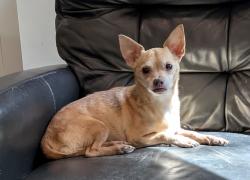 Found/Stray Male Dog last seen Popeye's, The Woodlands, TX 77354