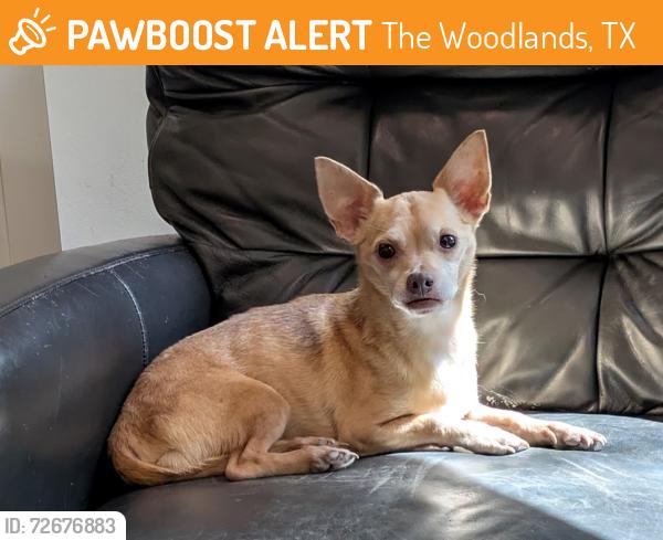 Found/Stray Male Dog last seen Popeye's, The Woodlands, TX 77354
