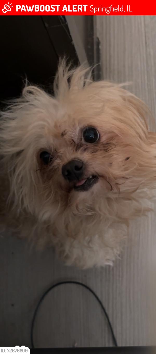 Lost Male Dog last seen Appomattox drive, Springfield, IL 62703