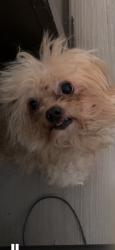 Lost Male Dog last seen Appomattox drive, Springfield, IL 62703