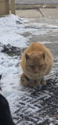 Found/Stray Male Cat last seen West 134th and crossburn ave , Cleveland, OH 44135
