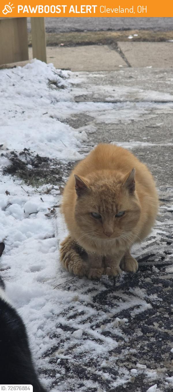 Found/Stray Male Cat last seen West 134th and crossburn ave , Cleveland, OH 44135