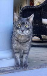 Lost Male Cat last seen E. Grant St., Lake Mills, WI 53551