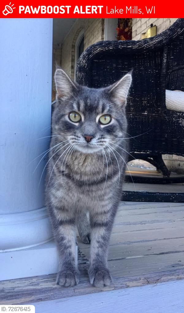 Lost Male Cat last seen E. Grant St., Lake Mills, WI 53551