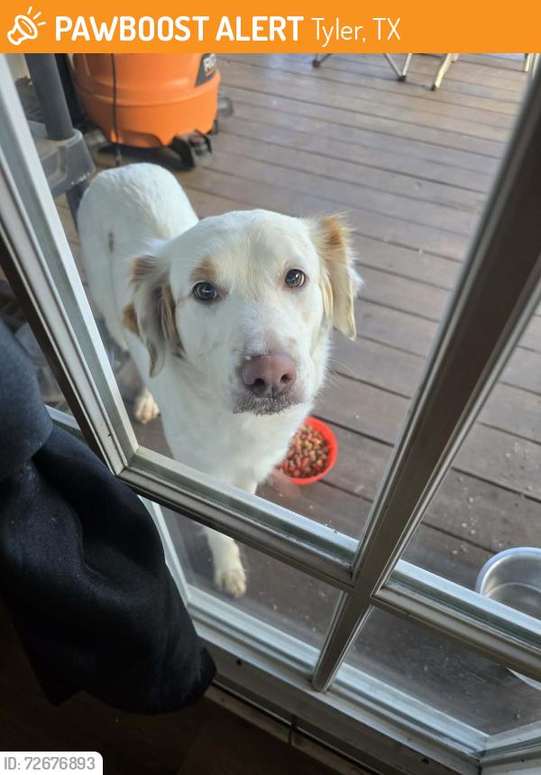 Found/Stray Female Dog last seen Jack elementary, Tyler, TX 75702