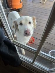 Found/Stray Female Dog last seen Jack elementary, Tyler, TX 75702