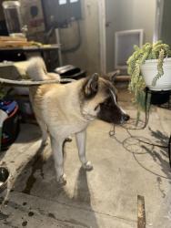 Found/Stray Male Dog last seen Paramount blvd and carson st, Lakewood, CA 90712