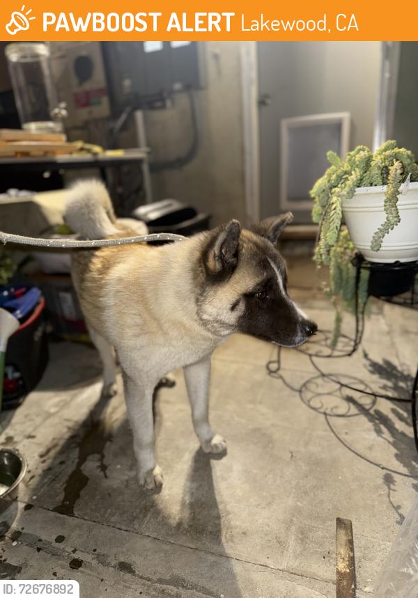 Found/Stray Male Dog last seen Paramount blvd and carson st, Lakewood, CA 90712
