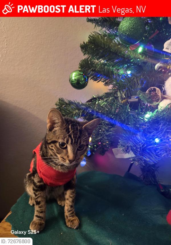 Lost Female Cat last seen Arville y Sirius , Las Vegas, NV 89102
