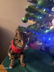 Lost Female Cat last seen Arville y Sirius , Las Vegas, NV 89102