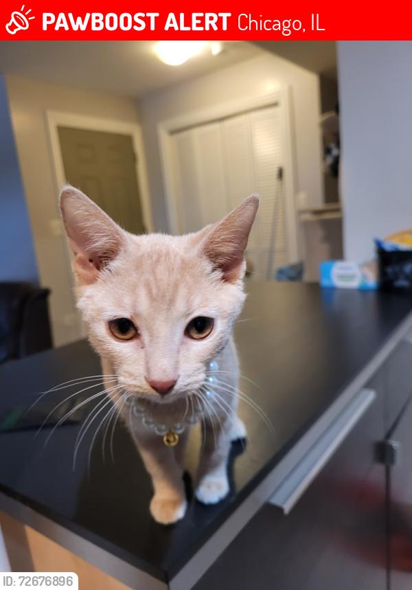 Lost Female Cat last seen 71st & Talman, Chicago, IL 60629