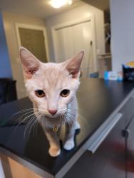 Lost Female Cat last seen 71st & Talman, Chicago, IL 60629