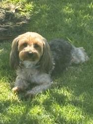Lost Female Dog last seen Carnax, Costa Mesa, CA 92626