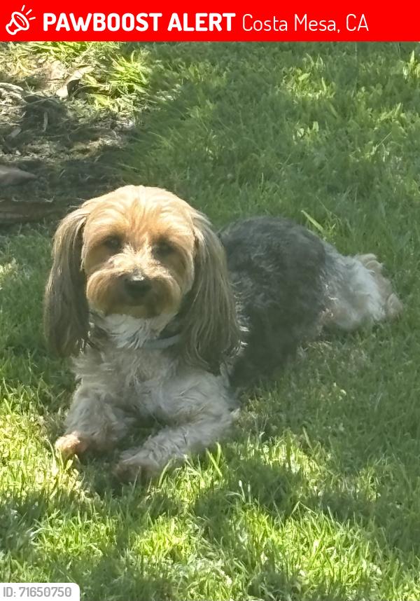 Lost Female Dog last seen Carnax, Costa Mesa, CA 92626