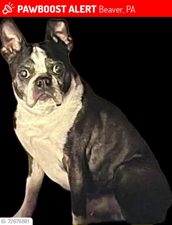 Lost Male Dog last seen State Avenue next to Tamaqui village,   Ear the electrical union workers building., Beaver, PA 15009