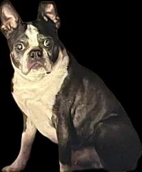 Lost Male Dog last seen State Avenue next to Tamaqui village,   Ear the electrical union workers building., Beaver, PA 15009