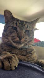 Found/Stray Male Cat last seen apmts on 20th, waterside , Hickory, NC 28601
