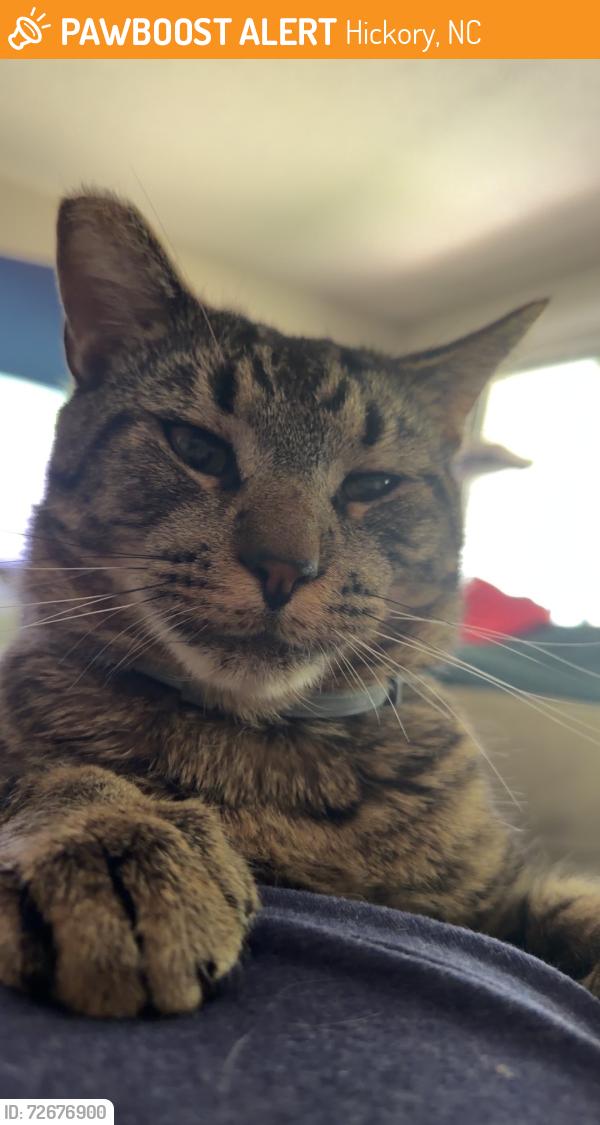 Found/Stray Male Cat last seen apmts on 20th, waterside , Hickory, NC 28601