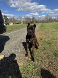 Found/Stray Male Dog last seen Turner smith rd, Browns Summit, NC 27214