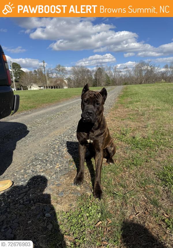 Found/Stray Male Dog last seen Turner smith rd, Browns Summit, NC 27214
