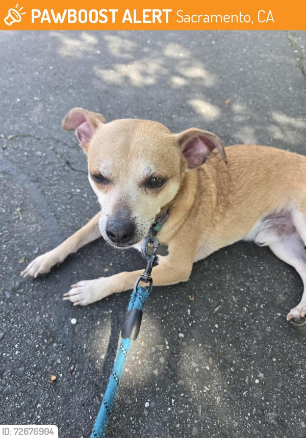 Found/Stray Male Dog last seen Trouville Ln., Sacramento, Sacramento, CA 95835