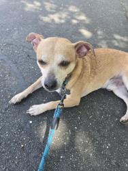 Found/Stray Male Dog last seen Trouville Ln., Sacramento, Sacramento, CA 95835