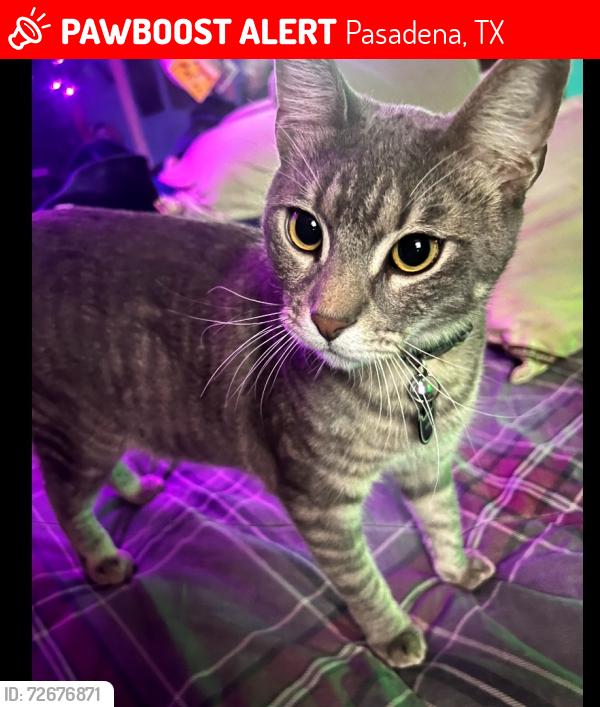 Lost Male Cat last seen Wynd St in the deep water area , Pasadena, TX 77503