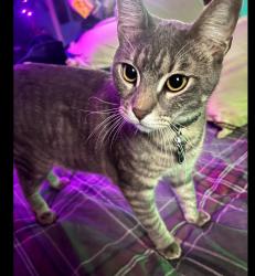 Lost Male Cat last seen Wynd St in the deep water area , Pasadena, TX 77503