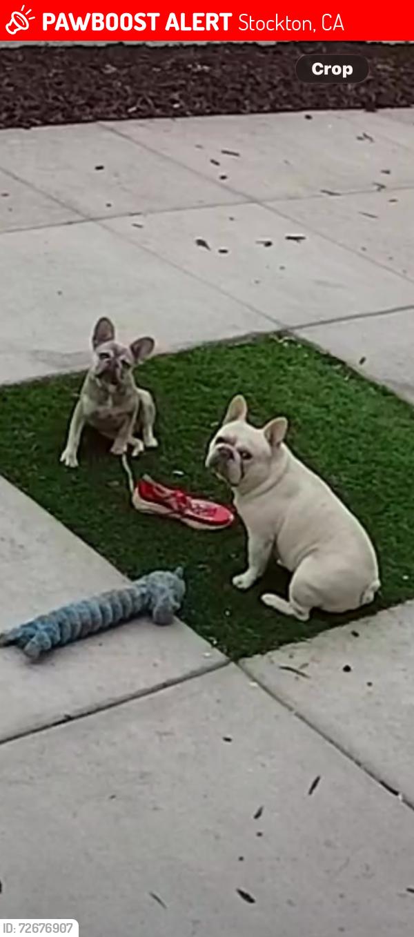 Lost Male Dog last seen Merced st , Stockton, CA 95203