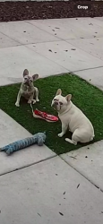 Lost Male Dog last seen Merced st , Stockton, CA 95203