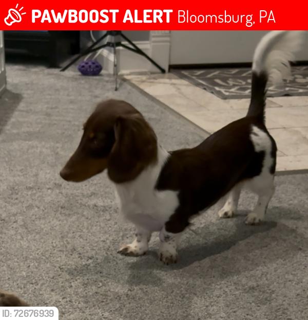 Lost Female Dog last seen Beaver valley Doxies, Bloomsburg, PA 17815