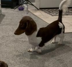 Lost Female Dog last seen Beaver valley Doxies, Bloomsburg, PA 17815