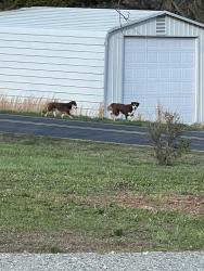 Found/Stray Unknown Dog last seen Riverview rd ext/ river hse rd, Davidson County, NC 27292