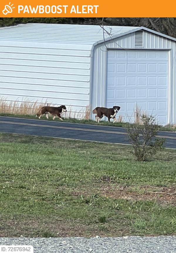 Found/Stray Unknown Dog last seen Riverview rd ext/ river hse rd, Davidson County, NC 27292