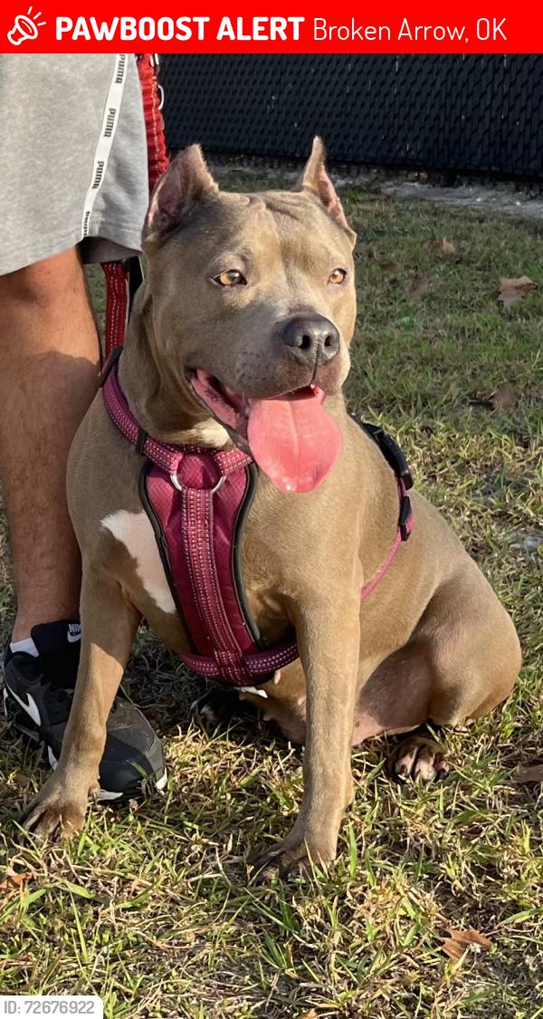 Lost Female Dog last seen Broken arrow 81 st , Broken Arrow, OK 74014